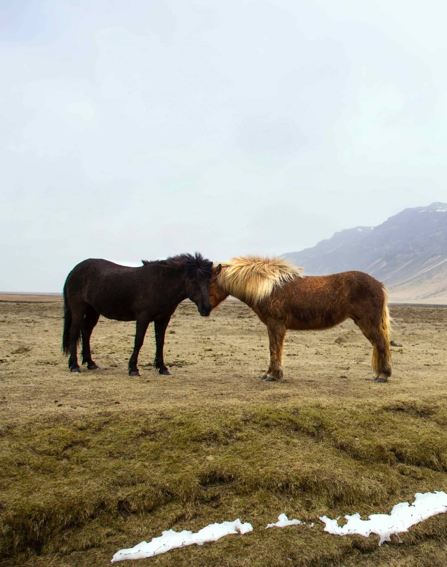 chevaux en tête à tête dans la plaine